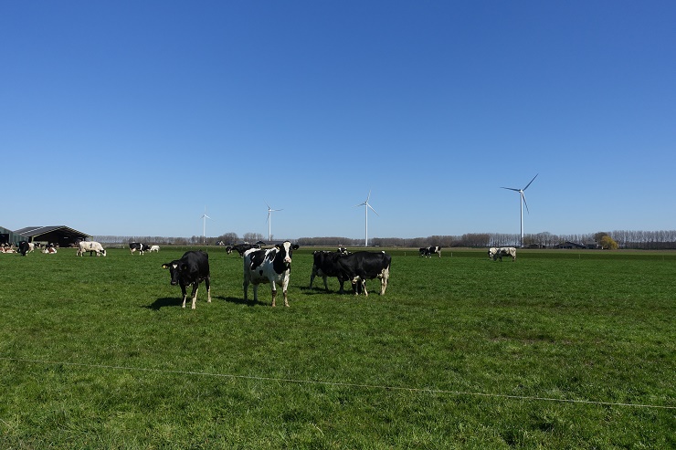 Koeine in  het weiland met windmolens op achtergrond