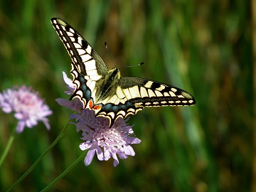 foto vlinder