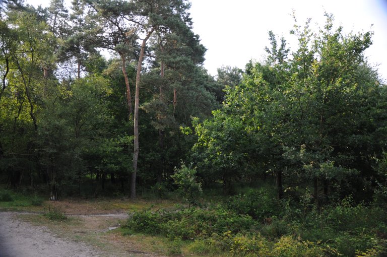 Snoeiafval ophalen vanaf 2026 alleen nog gratis in snoeiseizoen 