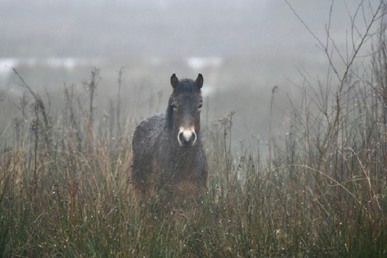 Wandelen in Herperduin