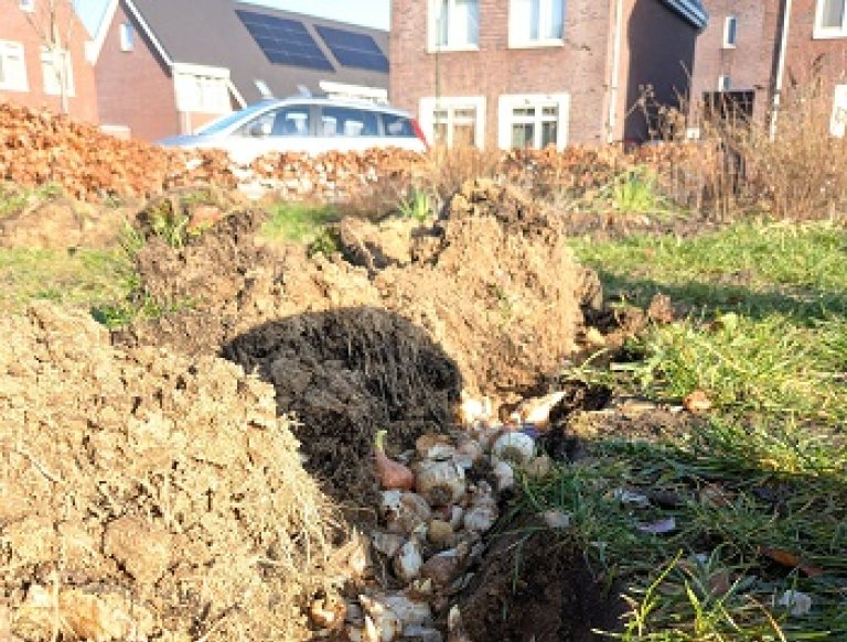 Decoratieve afbeelding bloembollen potten bij Ing Geffen