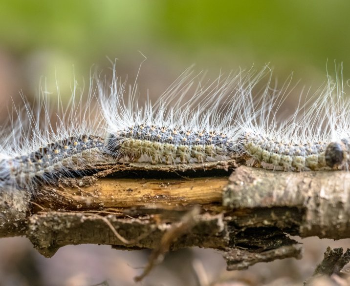 Eikenprocessierups in Oss